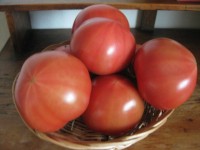 和田さんのこだわりトマト
